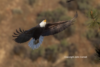 Bald-Eagle;Eagle;Flying-Bird;Haliaeetus-leucocephalus;Photography;Smith-Rock-Sta